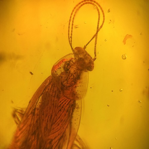 Detailed cockroach burmese - detailed, in