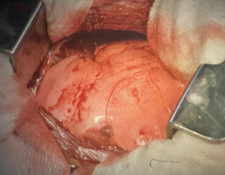 16mm AIMS Veterinary Film