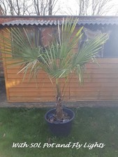 Stunning Trachycarpus Fortunei