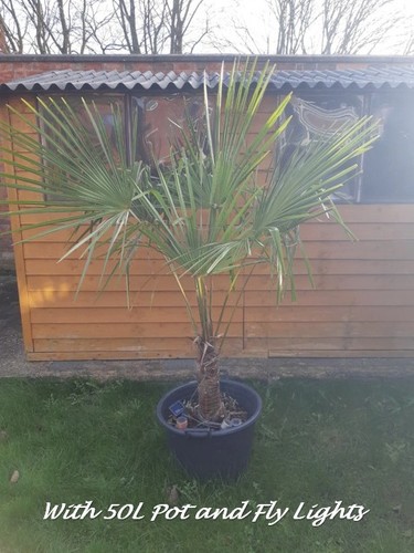 Stunning trachycarpus fortunei - trachycarpus,