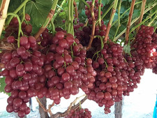 Passion Glow Grape Vine Plant (Vitis vinifera) – Sweet Seedless Dessert Variety
