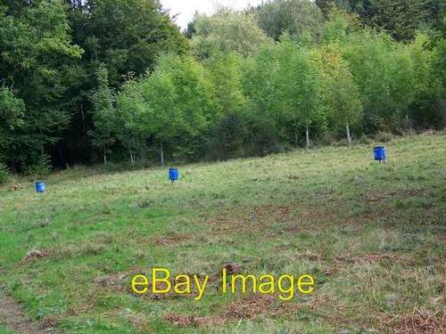 Photo 6x4 pheasant feeders - photo,