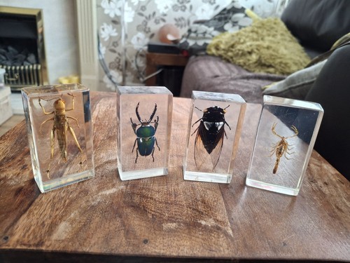 Insects resin natural - resin,
