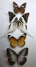 Real Butterfly Collection X 4