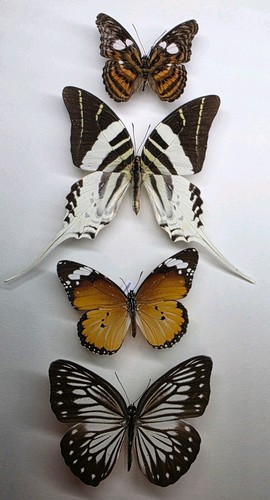 Real butterfly collection 4 - x,