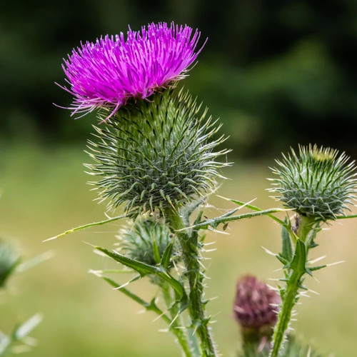 Silybum marianum milk - silybum,