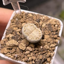 Exact Plant，1pc rare Lithops julii subsp. fulleri var. rouxii C324，Living Stone