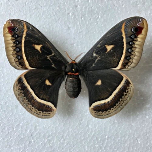 Eupackardia calleta set - calleta,