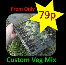 Vegetable Plug Plants - Kale Chard Cabbage Broccoli Asparagus Rhubarb Spinach