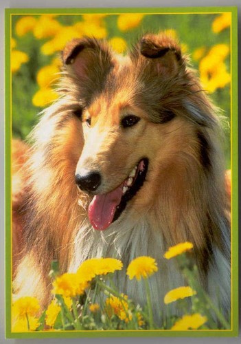 Sheltie shetland sheepdog - /,