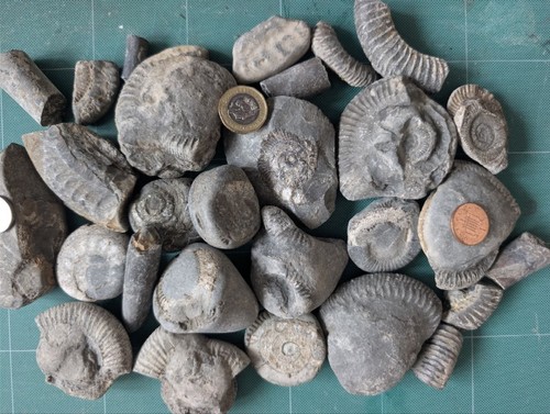 Jurassic fossil collection - jurassic,