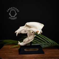 Kodiak Bear Skull Replica 3D