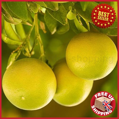 Large grapefruit citrus - citrus, tree