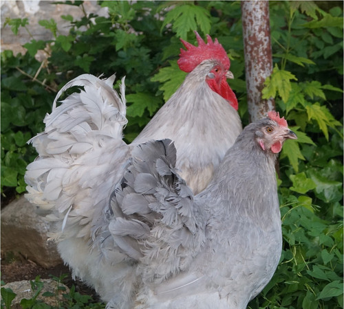 Farm fresh hatching - hatching, *
