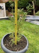 Leylandii Conifer Tree 45cm