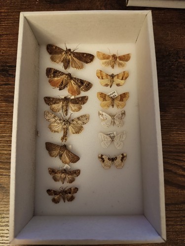 British moths taxidermy - british,