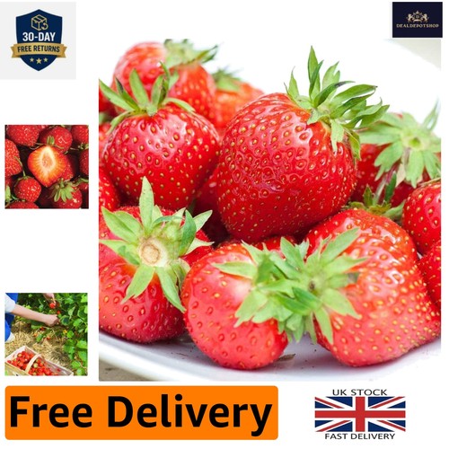 Organic bare root strawberry - bare,