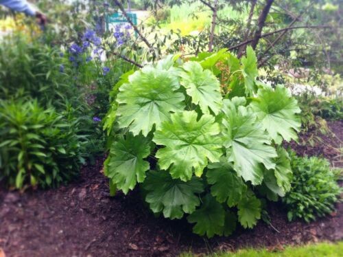Darmera peltata indian - darmera,