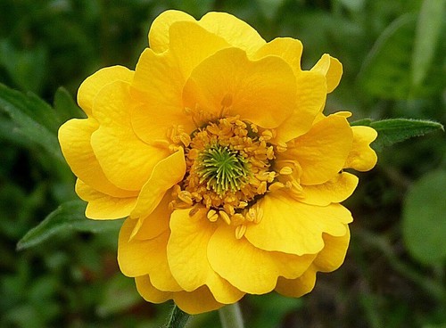 Geum lady stratheden cut - lady,