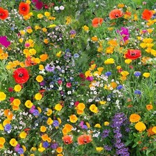 Wild flower seeds throw grow - seeds,