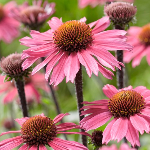Echinacea sunseekers pink - echinacea,