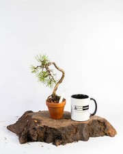 Scots Pine Mame Bonsai Tree | Outdoor Evergreen in Terracotta Bonsai Pot