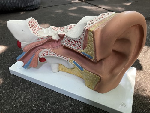 Anatomical educational ear - anatomical,