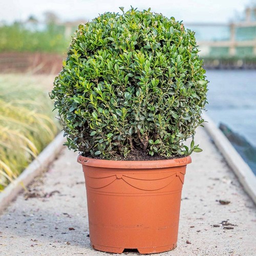 Box ball plant - plant, buxus