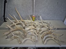 ALL SHEDS Bulk Lot! 9.2lb Wild
