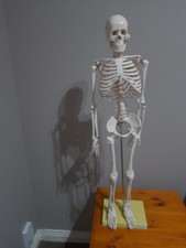 Human skeleton model - human,