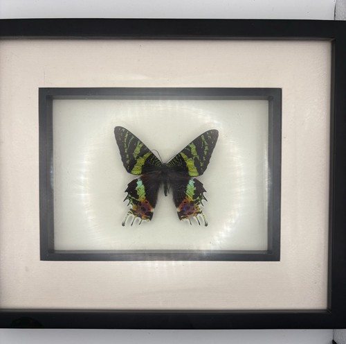 Beautiful framed madagascar - beautiful,