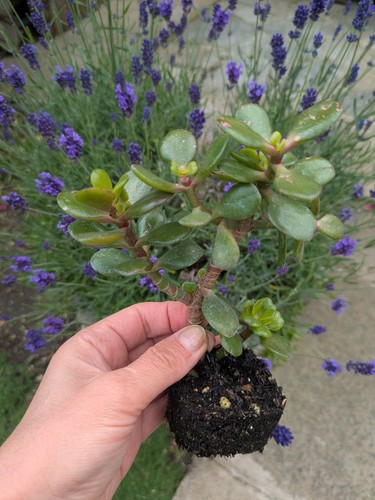 Crassula ovata jade - crassula, plant
