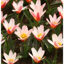 10 x DWARF Tulips HEARTS DELIGHT - Spring Flowering Miniature Garden Plant BULBS