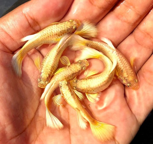 Trio live guppy fish full - live,
