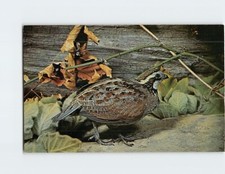 Postcard Bob-White Quail
