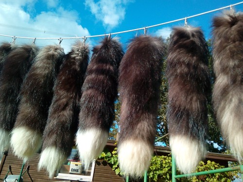 Foxtail fox tail - foxtail,