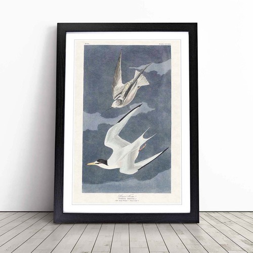 Lesser tern birds vintage john - lesser,