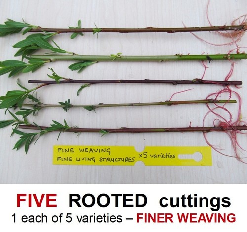Willow tree rooted cuttings - rooted,