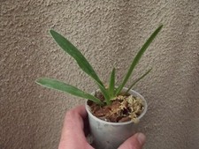 Paphiopedilum haynaldianum