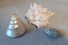 Three Large Shells