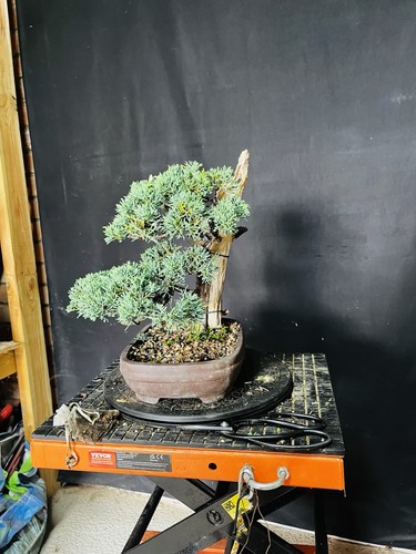 Tanuki blawws juniper - tanuki,