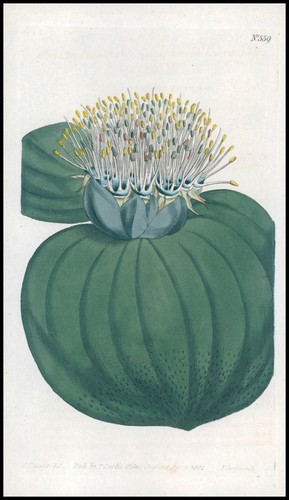 1808 curtis botanical - 1808, massonia
