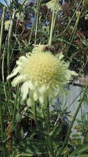 Cephalaria Gigantea plant