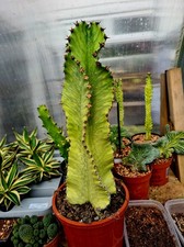 Euphorbia Ingens Variegated | LARGE Cowboy Cactus succulent plant 40cm