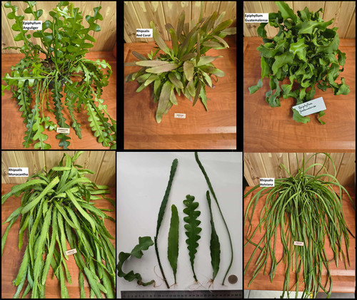 Epiphyllum rhipsalis - 5, /