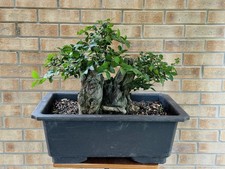 Large Privet Yamadori Bonsai