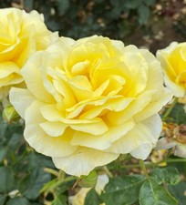 KEITH - Yellow Floribunda Rose - Bareroot