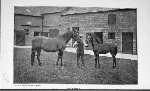Shotover horse foal - shotover,