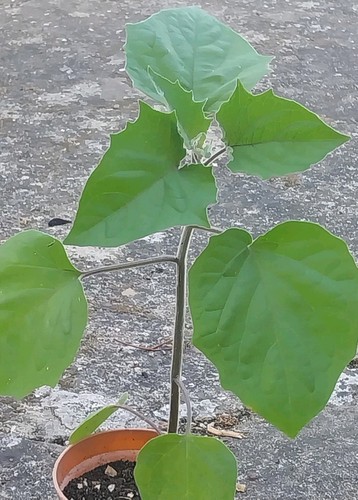 Quite big healthy - big, gooseberry