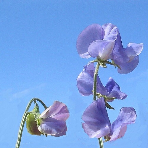Sweet pea spencer - pea, noel